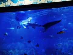 -烟台海昌鲸鲨海洋公园