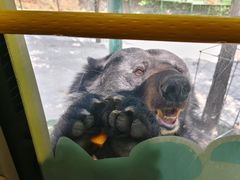 -栾川竹海野生动物园