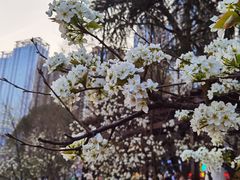 -花果园湿地公园