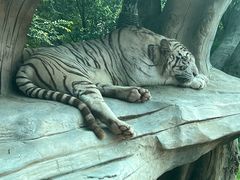 -北京野生动物园