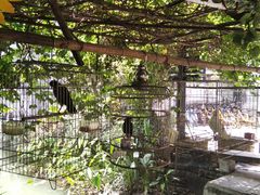 -小洲村