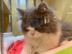 -momokira米努特·德文卷毛猫·棉花面纱犬