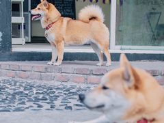 -柴犬高等学院·狗咖·柴犬售卖·宠物训练