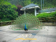 -黔灵山公园