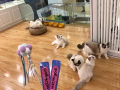 -momokira米努特·德文卷毛猫·棉花面纱犬
