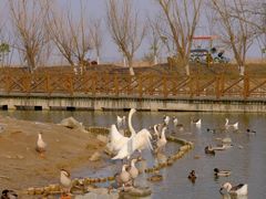 -盐城丹顶鹤湿地生态旅游区