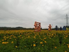 -莲花山花海