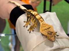 -FAIRYLAND龙族星球主题餐厅(凯丹广场店)