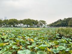 -月湖风景区