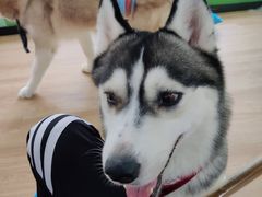 -Husky Go! 哈士奇体验馆·宠物咖啡厅狗咖