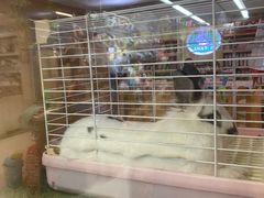-宠物兔专门店(天丰利市场店)