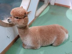 -藦茜花园宠物主题亲子互动体验馆(国顺东路店)