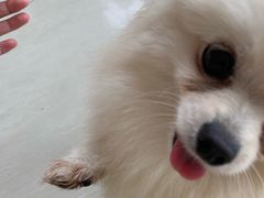 -乐琪宠物医院·犬猫专科·骨外科·急重症