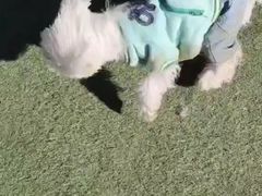 -宠物寄养训练学校