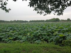 -上膳源有机农场