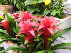 -龙大花卉苗木市场