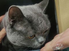 -瑞派宠物医院·犬猫全科·猫友好(宾水西道店)