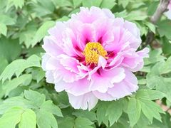 -洛阳市隋唐城遗址植物园