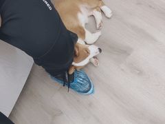 -浣熊柯尔鸭土拨鼠·电玩咖