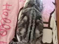 -lincat·猫舍(广州店)