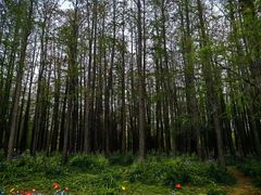 -上海共青森林公园