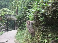 -峨眉山风景名胜区