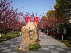 -高东镇樱花园