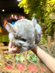 -Zoolung Zoolung动物主题公园(海信广场店)
