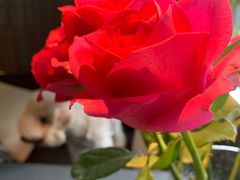 -都氏家DUSJOY(翡翠城店)