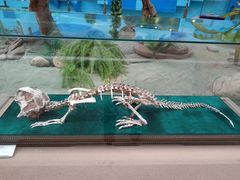 -陕西自然博物馆