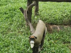 -深圳野生动物园