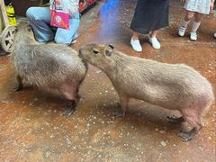 -正佳雨林生态植物园