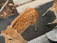 -清迈夜间动物园