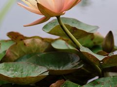 -上海植物园-4号门售票处