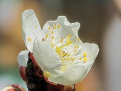 -梅花山(明孝陵内)