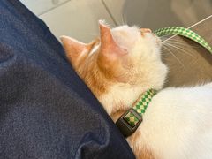 -Again Coffee Roaster(香蜜湖店)