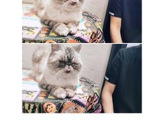-猫色咖啡·猫咖