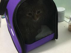 -西安京西宠物医院·瘫痪·疑难杂症