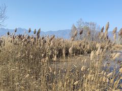 -野鸭湖国家湿地公园