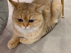-飞行喵MR PILOT|猫舍·猫咖(静安大融城店)