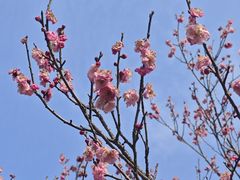 -梅花山(明孝陵内)