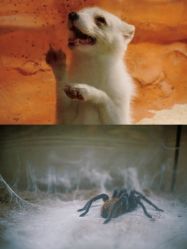 -Zoolung Zoolung动物主题公园(海信广场店)