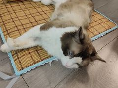 -谐和益家动物医院·免疫绝育·血液透析·宠保定点医院(高新伊藤分院)
