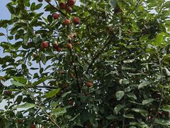 -樂桃源奉贤黄桃种植采摘基地