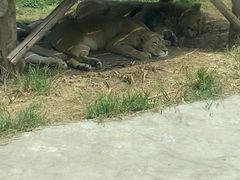 -西安秦岭野生动物园