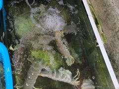 -拉威海鲜市场