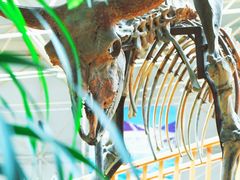 -中国第四纪冰川遗迹陈列馆