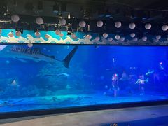 -烟台海昌鲸鲨海洋公园