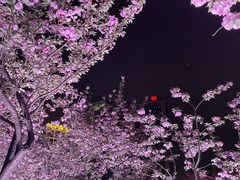 -西北湖绿化广场
