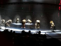 困兽-珠海横琴长隆《卡卡虎奇遇记》